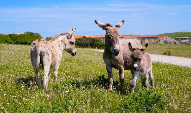 Parco Nazionale Dell Asinara