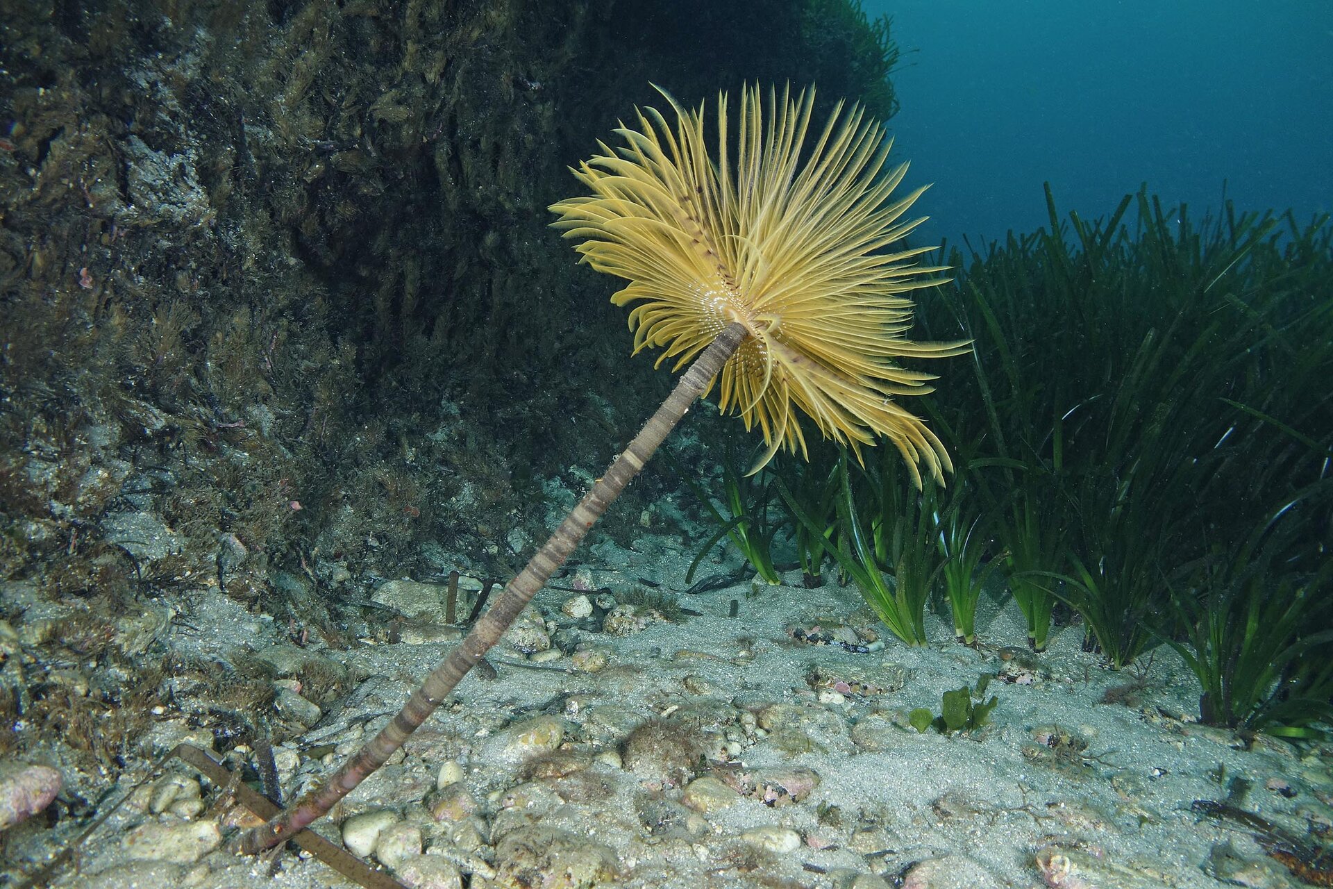 Spirografo